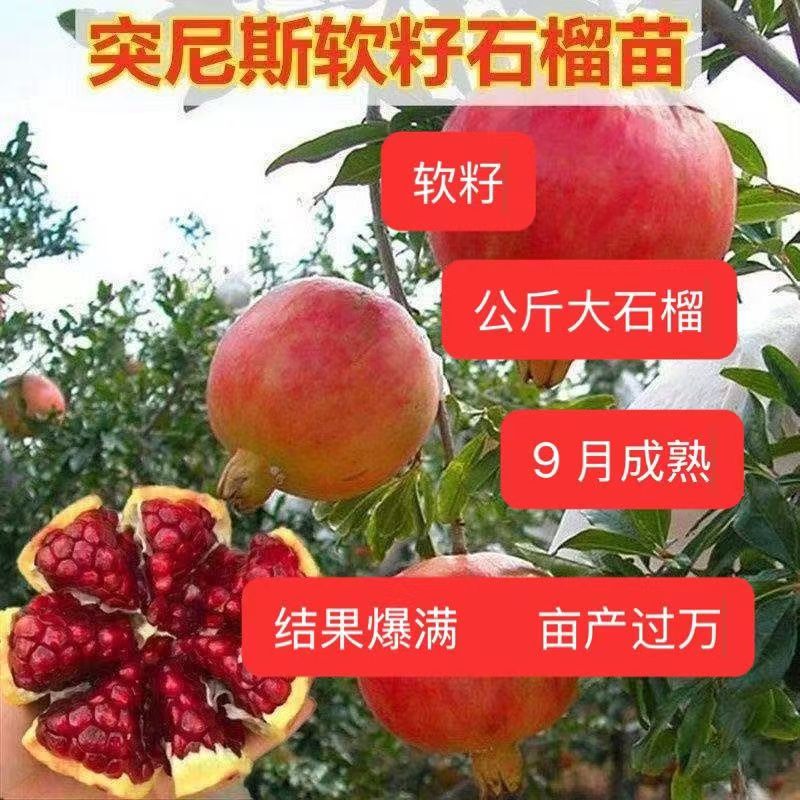 突尼斯软籽石榴苗嫁接当年结果庭院南北方种植乔木果树
