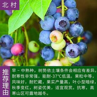 北村蓝莓苗扦插果树苗庭院阳台种植当年结果耐寒北方