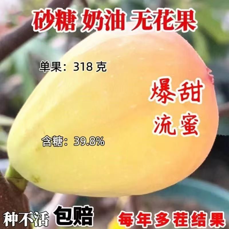 嫁接砂糖奶油无花果树苗当年结果爆产大苗南北方种植盆地栽