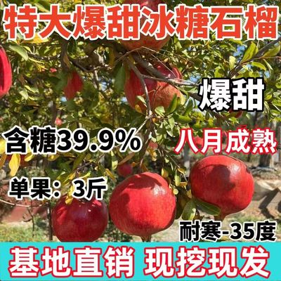 特大嫁接冰糖石榴树苗当年结果冰糖石榴南北方种植耐寒爆甜