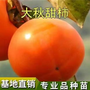 大秋甜柿柿子果树苗嫁接南北方种植盆栽地栽当年结果专业品种