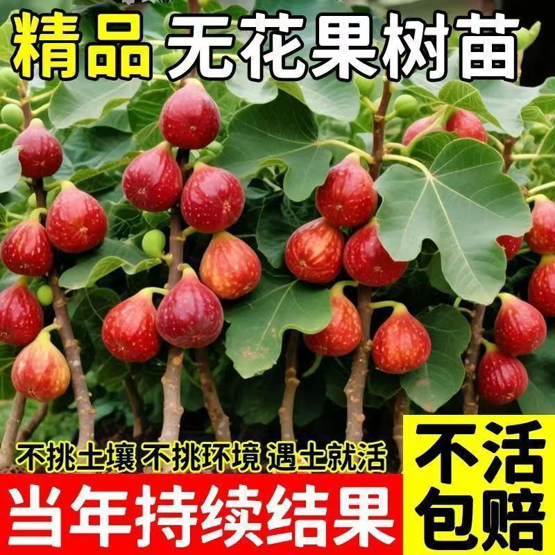 嫁接波姬树苗无花果树苗当年结果南北方种植盆栽地栽大果基地直销