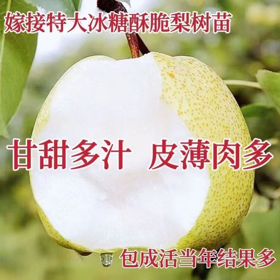 嫁接特大冰糖梨树苗当年结果南北方种植甘甜多汁皮薄肉多果树苗