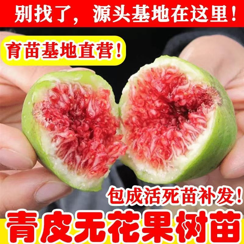 青皮无花果树苗嫁接盆栽地栽南北方种植当年结果红肉树苗皮薄