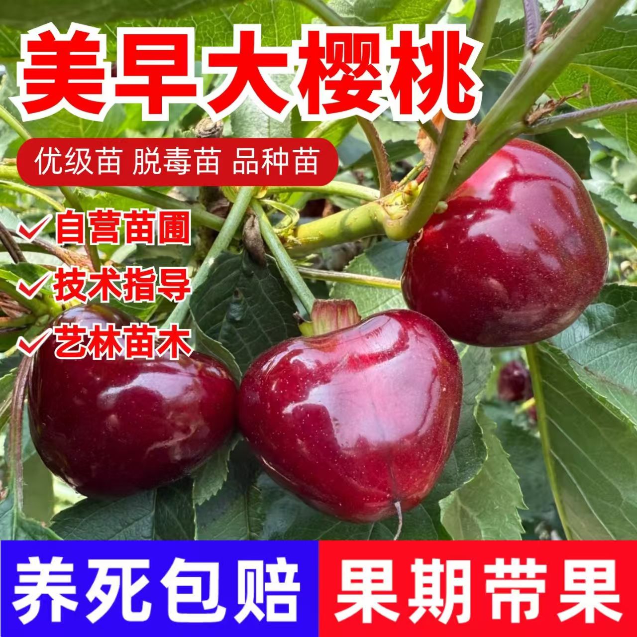 美早车厘子樱桃树苗嫁接大苗果树苗盆栽南北方种植养死包赔