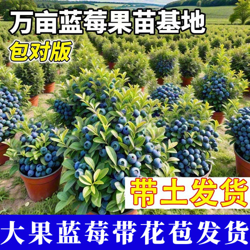 【带花苞】蓝莓苗大果树苗南方北方庭院种植当年结果爆产苗送肥料