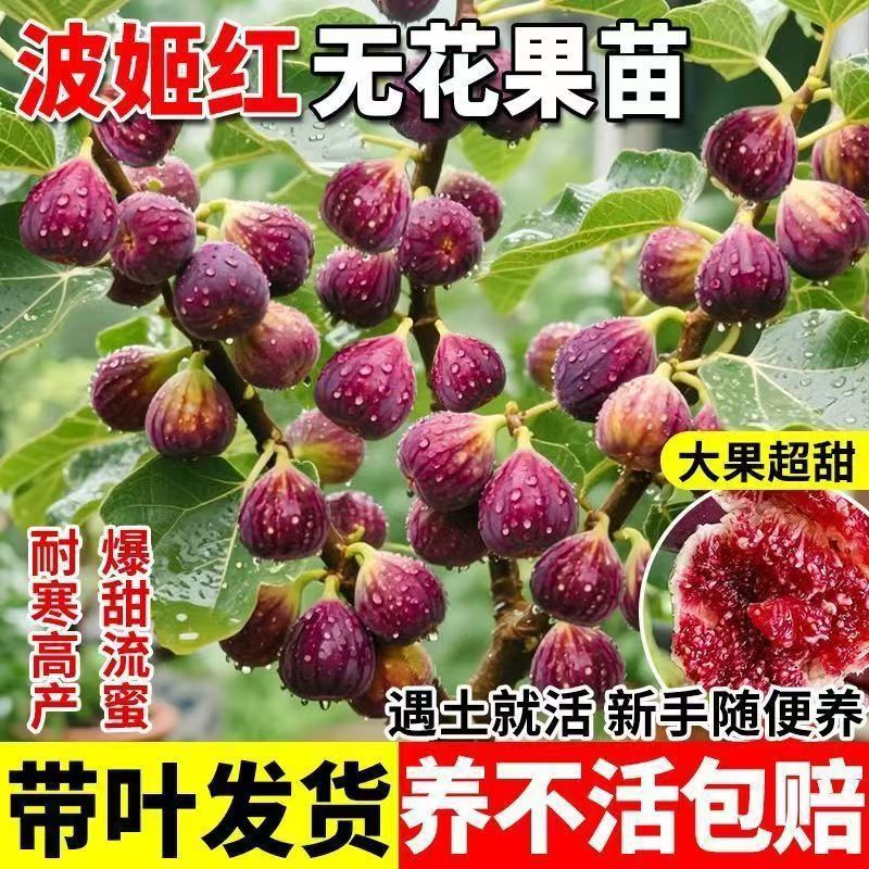 波姬红嫁接无花果树苗大果超甜南北方种植当年结果爆甜流蜜