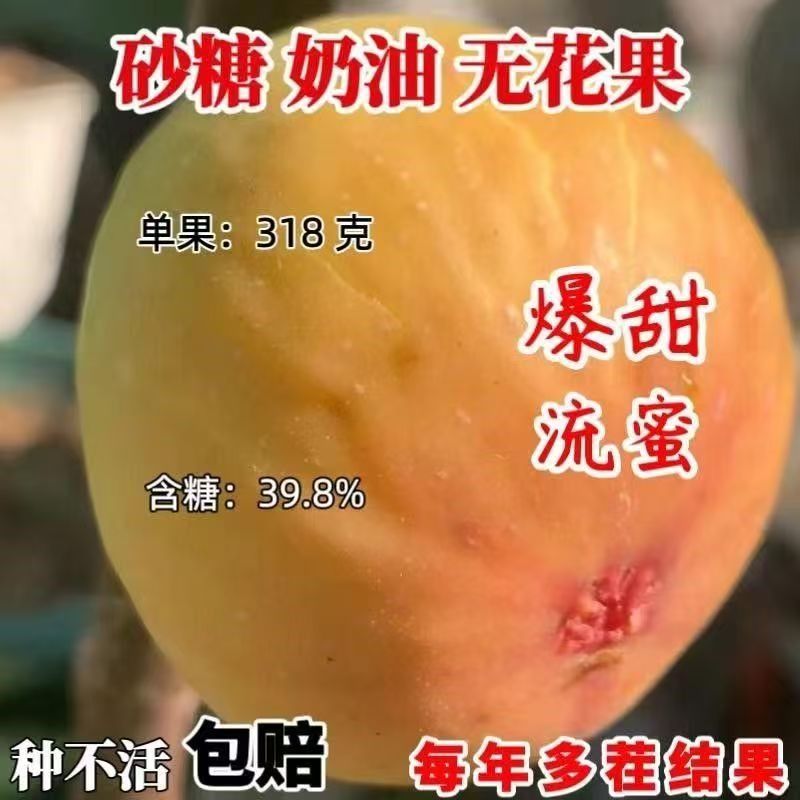 砂糖奶油无花果树苗嫁接爆甜流蜜当年结果南北方种植买一送一