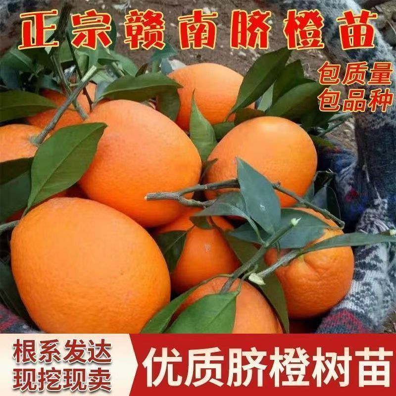 正宗赣南脐橙苗嫁接树苗当年爆果乔木果树苗带土球全国种植
