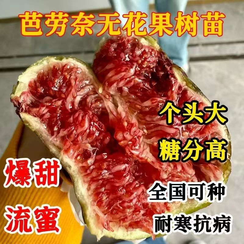 芭劳奈粉糯大果无花果树苗嫁接大苗当年结果南北方种植爆甜流蜜