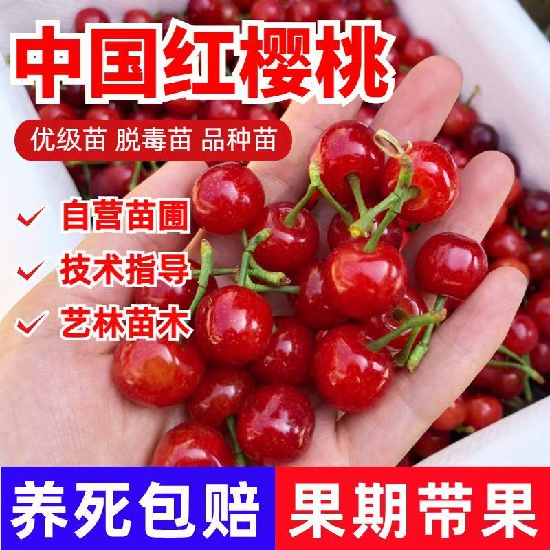 中国红樱桃树苗嫁接苗优级苗脱毒苗盆栽地栽南方北方种植技术指导