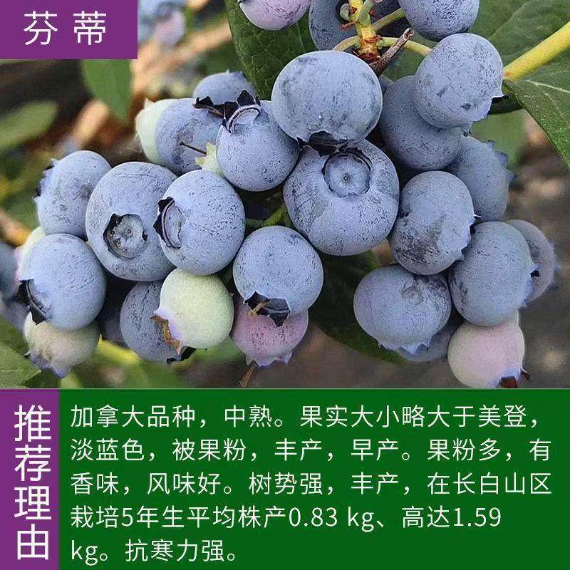 芬蒂蓝莓苗果树苗扦插大苗当年结果庭院种植南北方果苗,鲜花速递/花卉仿真/绿植园艺,果树,淘宝优惠券,粉丝福利购,淘宝优惠卷