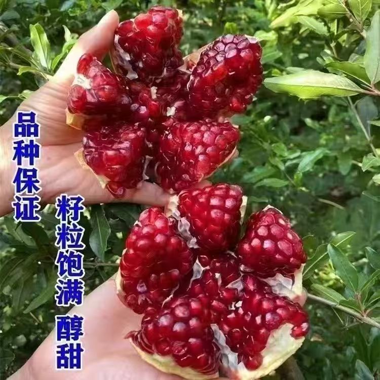 嫁接红宝石石榴树苗软籽当年结果