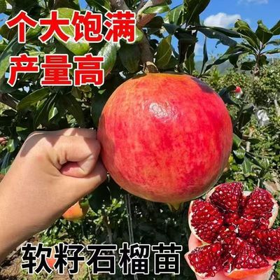嫁接红宝石石榴树苗盆栽地栽当年结果软籽大果红籽石榴苗果树苗