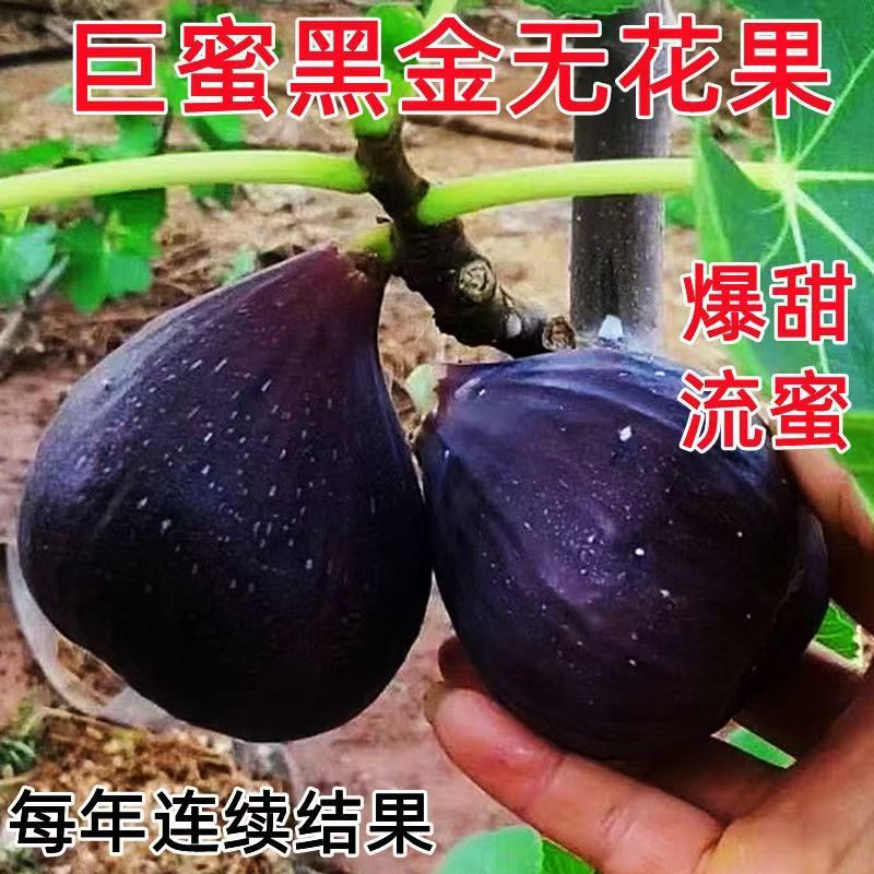 嫁接巨蜜黑金无花果树苗特大果盆栽地栽南北方种植当年结果爆产
