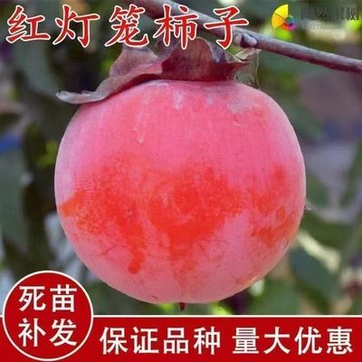 红灯笼柿子树苗当年结果南北方种植盆栽地栽矮化果树苗