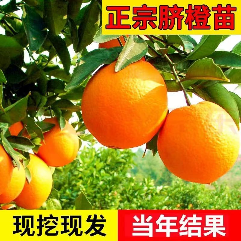 正宗脐橙苗嫁接果树苗当年结果现挖现发包甜乔木果苗