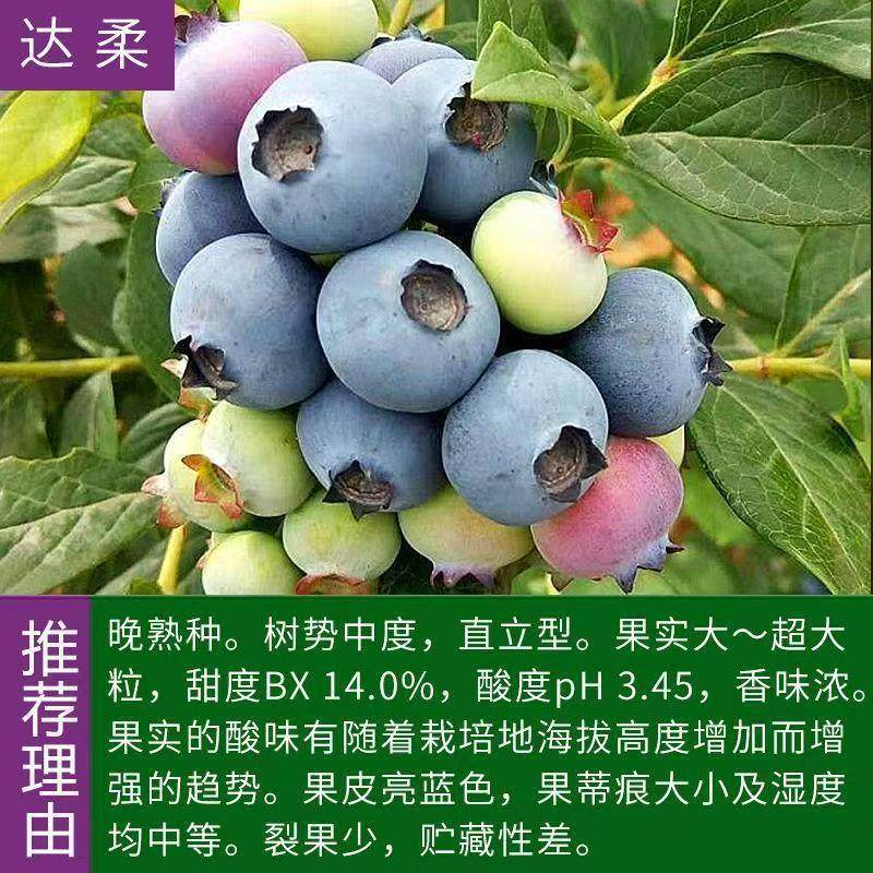 达柔蓝莓苗果树扦插大苗当年结果四季种植果树苗盆栽,鲜花速递/花卉仿真/绿植园艺,果树,淘宝优惠券,粉丝福利购,淘宝优惠卷