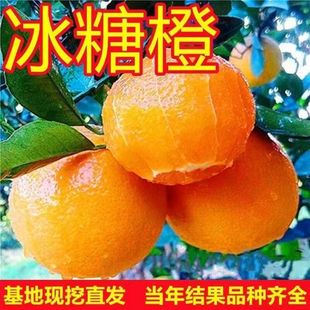 嫁接冰糖橙果树苗当年结果现摘现发新鲜爆汁包甜乔木果树