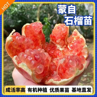 蒙自石榴树苗嫁接果树苗当年结果南北方种植庭院盆栽活苗