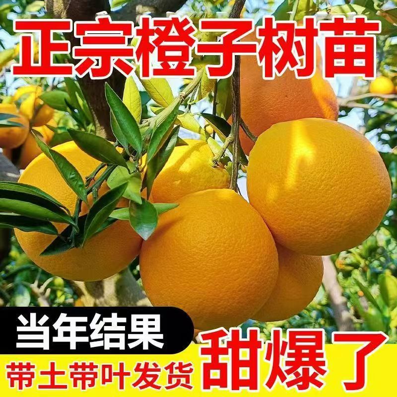 正宗脐橙子树苗嫁接苗当年结果带土球带叶发货乔木果树苗盆栽地栽