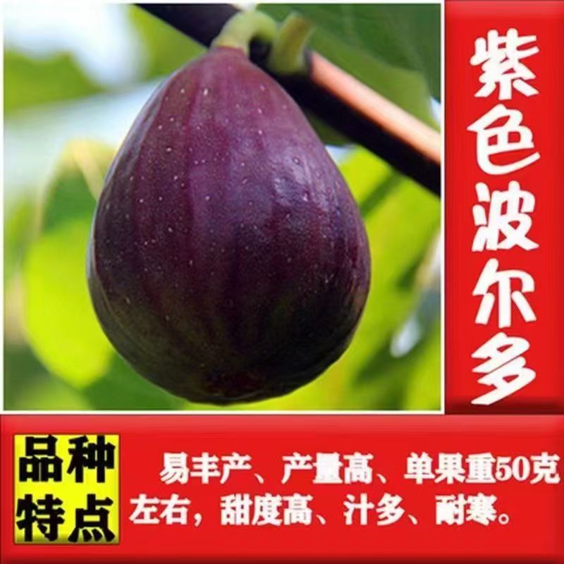 嫁接波尔多无花果树苗当年结果南北方种植好养盆栽地栽买一送一