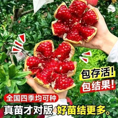 嫁接蒙阳红石榴树苗当年结果庭院果树苗四季种植包存活好苗结更多