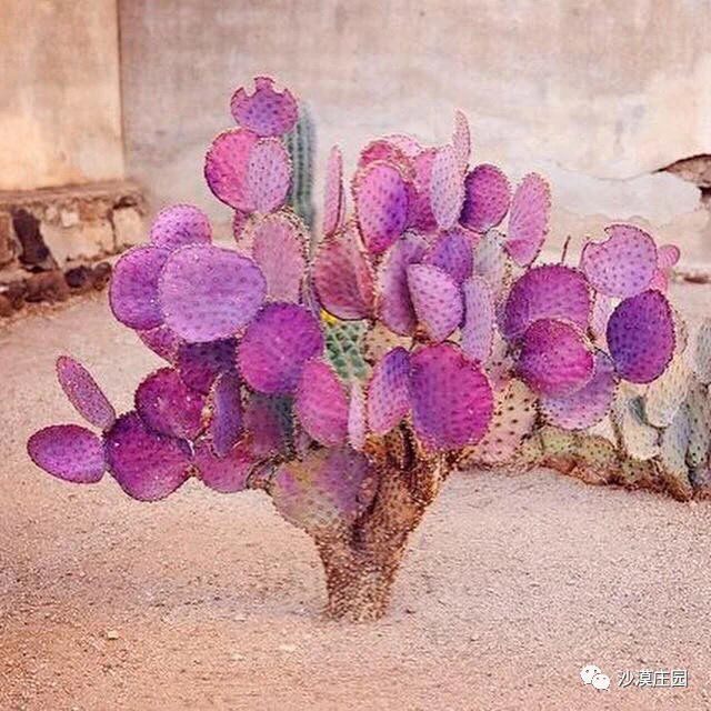 圣利塔圣丽塔团扇仙人掌紫色仙人掌大片无根