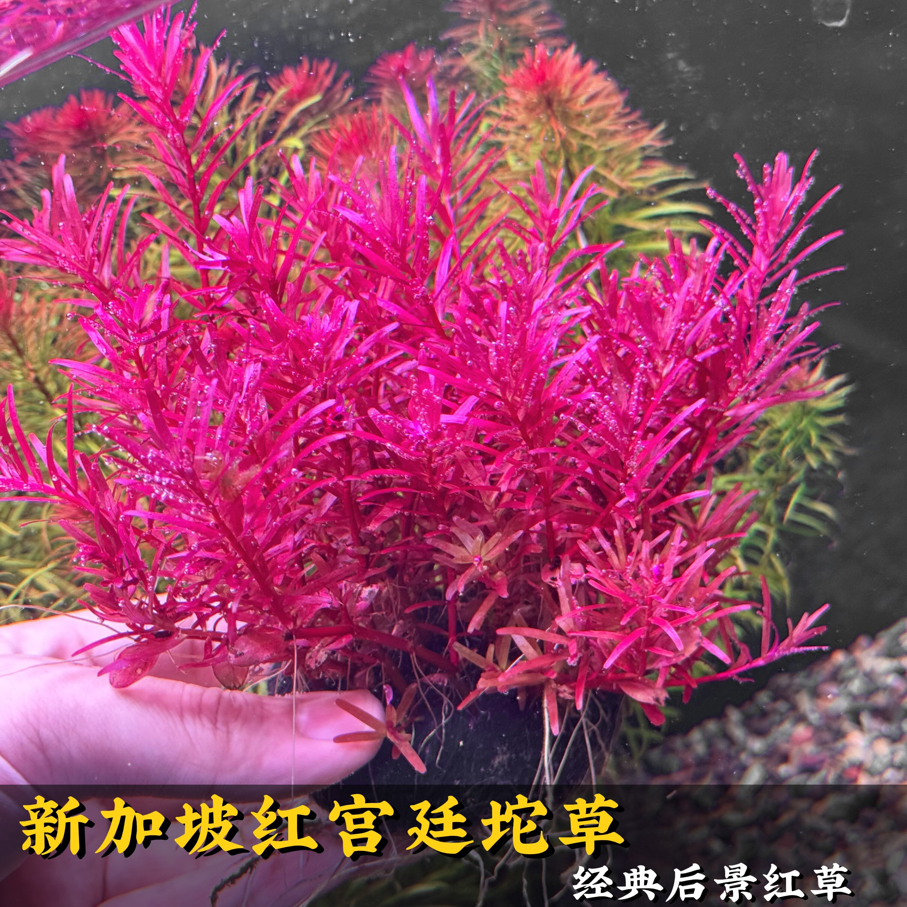 新加坡红宫庭水草鱼缸造景增氧净水新手懒人好养后景水草