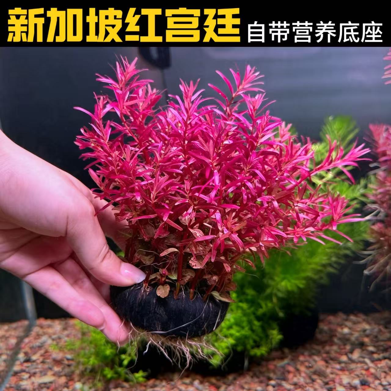 新加坡红宫廷水草鱼缸造景装饰自带营养底座淡水植物新手好养