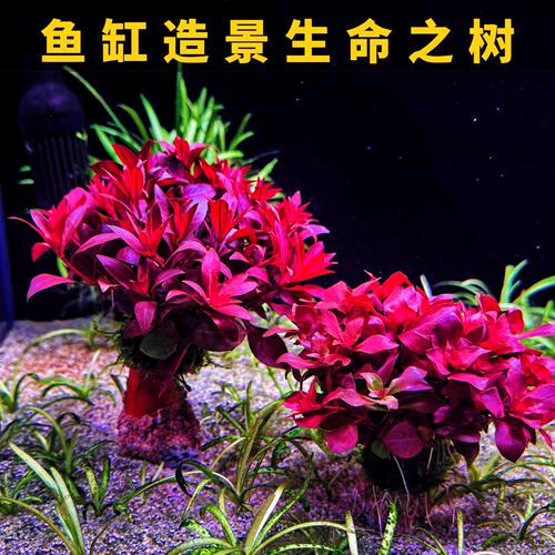 鱼缸造景生命之树新手懒人好养