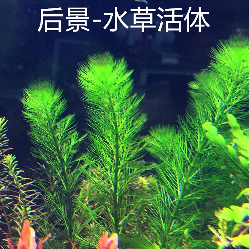 鱼缸水草造景活体中后景有茎类阴性草淡水懒人宫廷绿菊水榕真水草