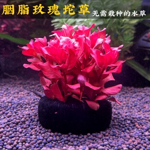 胭脂玫瑰水草新手好养的造景水草无需打碳鱼缸造景水草净化水质