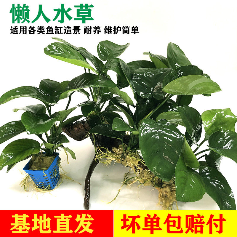 鱼缸造景水草水榕沉木水草装饰四季沉水淡水阴性草活体植物水榕树