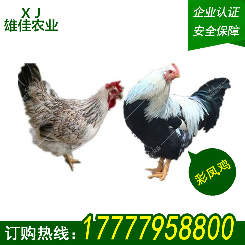 厂家直供正宗彩凤鸡苗稻花鸡苗种苗成活率高防疫齐全包邮包活到家