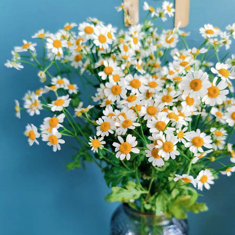洋甘菊小雏菊花束云南直发昆明斗南花市插花水养真花小洋甘菊鲜花