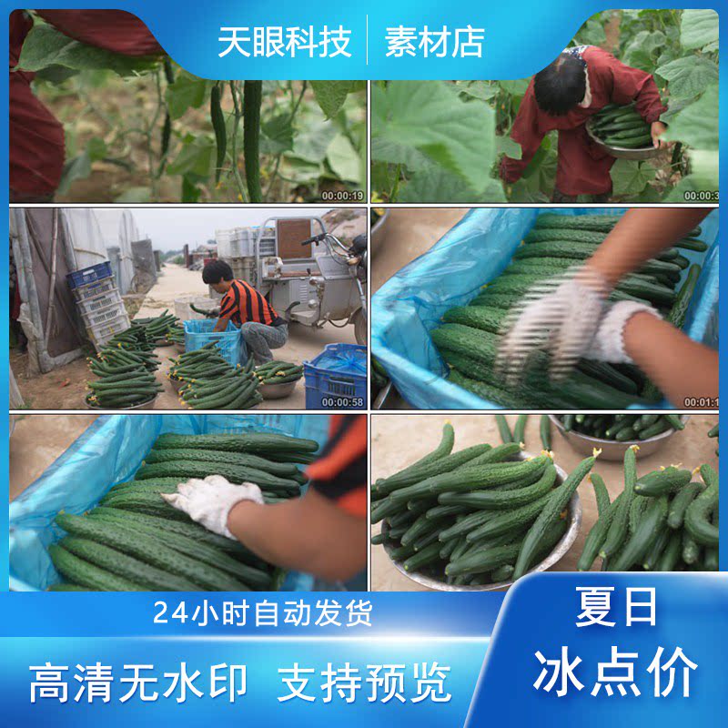 黄瓜采摘收获 大棚农事操作黄瓜成熟视频素材