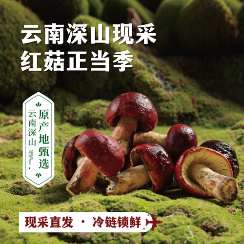 云南新鲜大红菌肉质肥厚300g