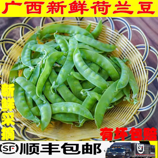 广西应季农家自种荷兰豆新鲜当天摘当天保鲜发货无需等待