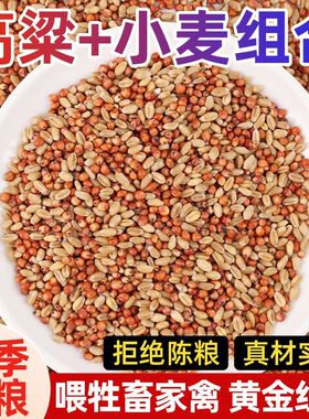 高粱小麦子混合喂鸽子喂鸡鹌鹑渣糁红高梁营养鸽粮食保健砂观赏鸽