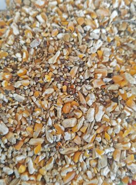 玉米碎谷子黍子混合玉米喂鸡粉碎鸡鸭粮食粮鸽子高梁麦子混合