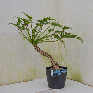 龙鳞小天使老桩仙羽蔓绿绒造型盆栽室内客厅桌面耐阴盆景网红绿植