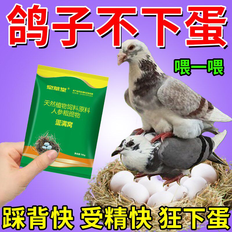 鸽子蛋多多【受精快】公鸽子不踩背新老鸽不下蛋软蛋畸形蛋催蛋素