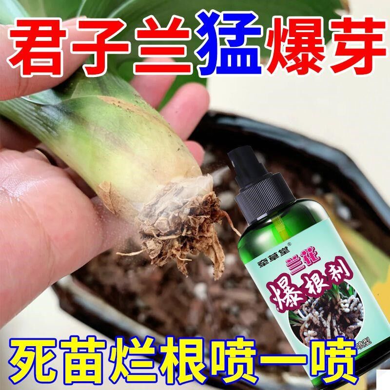兰花专用肥料兰花兰草快速生根营养液君子兰墨兰烂根软腐病爆根剂