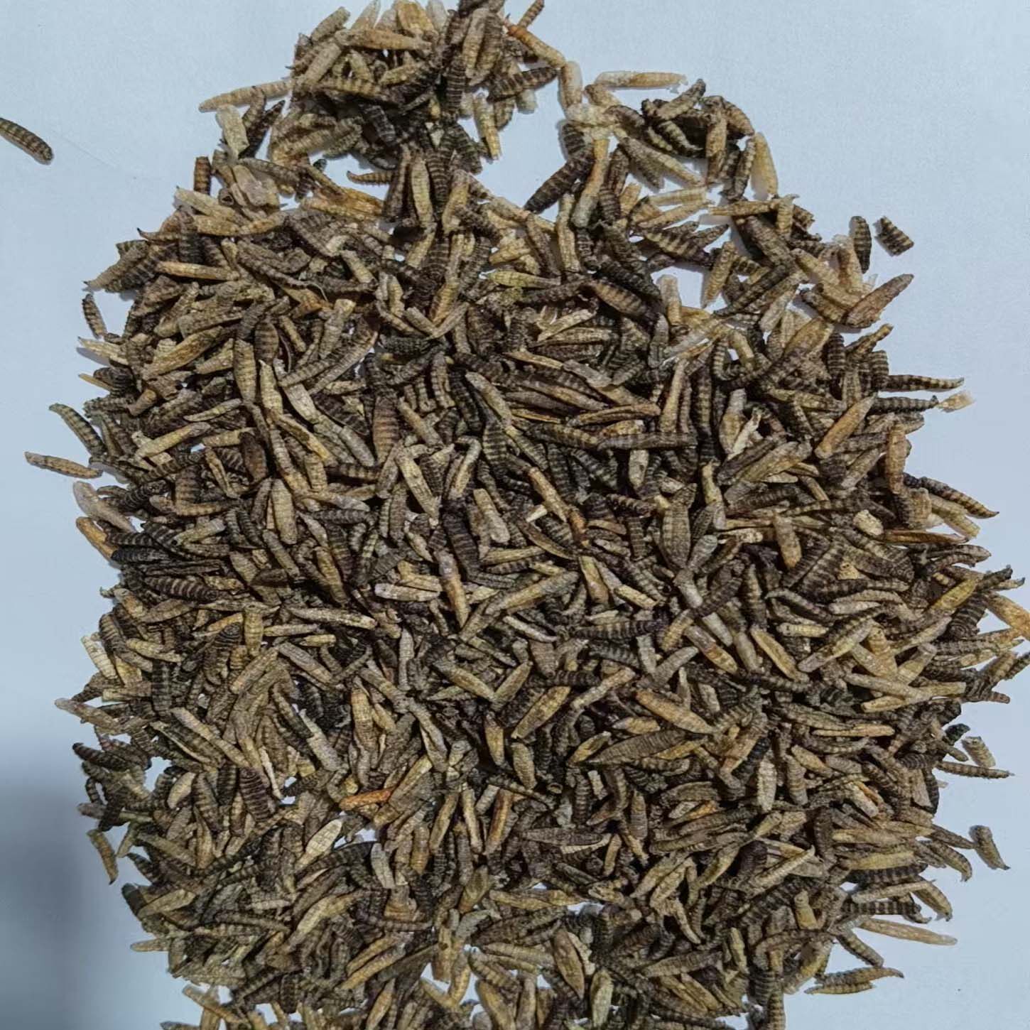 食蟾虫蟾蛆干蟾衣蛆干癞蛤蟆蛆干蟾蜍蛆干蟾皮蛆干癞蛤蟆皮蛆干