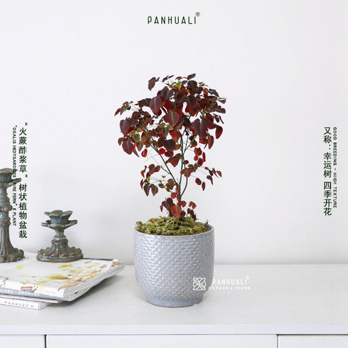 火蕨酢浆草幸运树室内好养植物