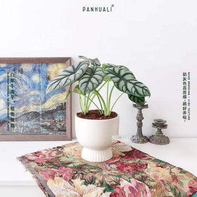 白犀牛海芋植物盆栽ins室内客厅桌面阳台绿植小盆景好养 典雅高级