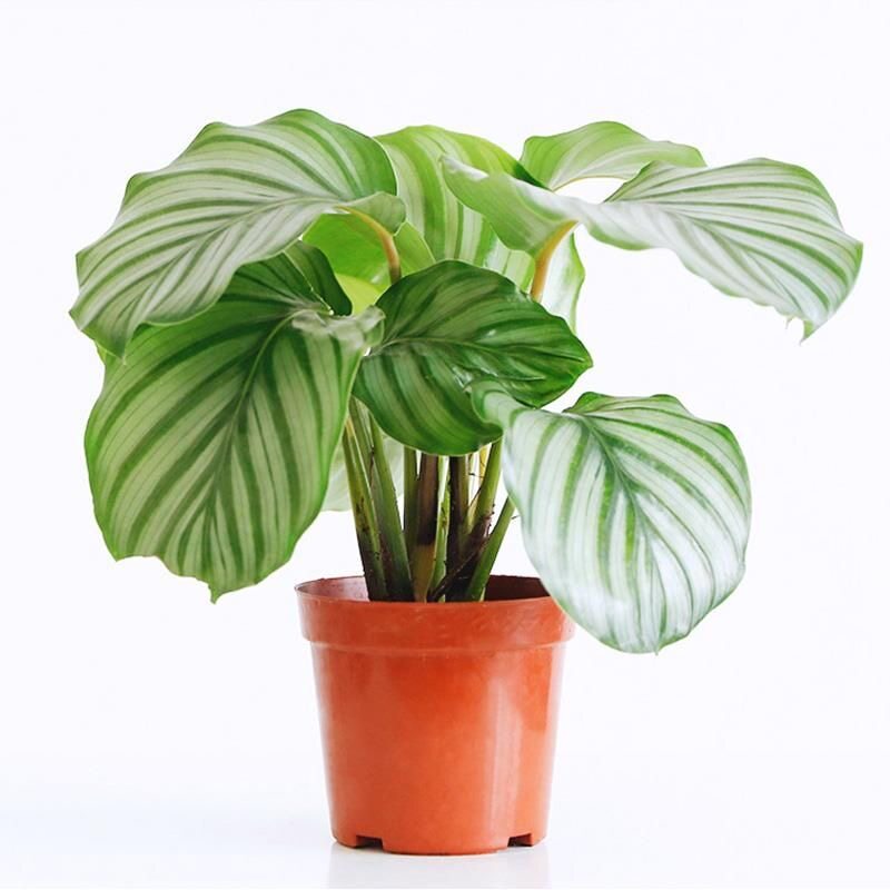 青苹果竹芋盆栽水培植物花卉植物室内花大叶绿植好养桌面四季常青
