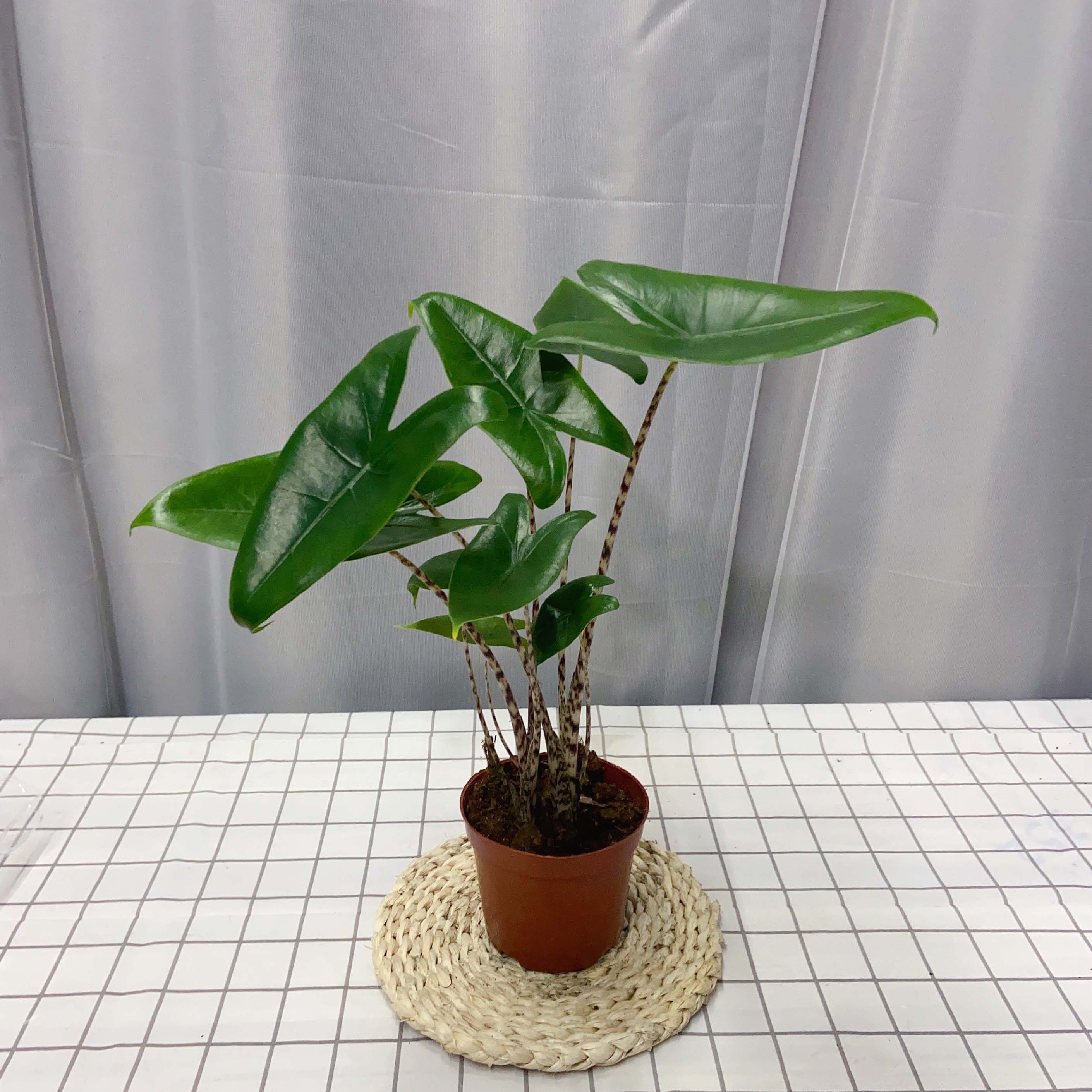 斑马虎斑海芋新奇室内庭院稀有热带绿植观叶植物盆栽网红ins风