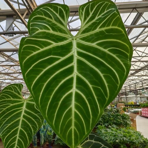 帝王花烛大叶克莱恩室内入门热植桌面撕裂纹阳台盾叶植物ins风